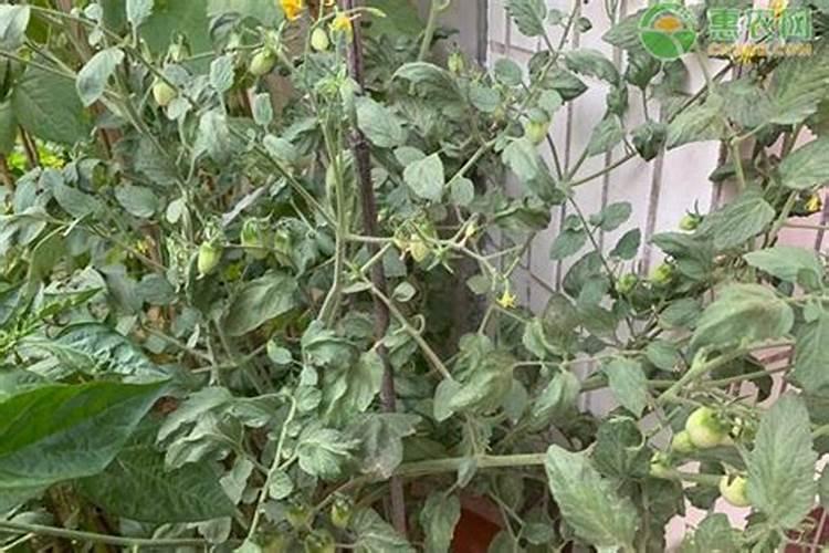 越夏蔬菜安全施肥需要注意什么？