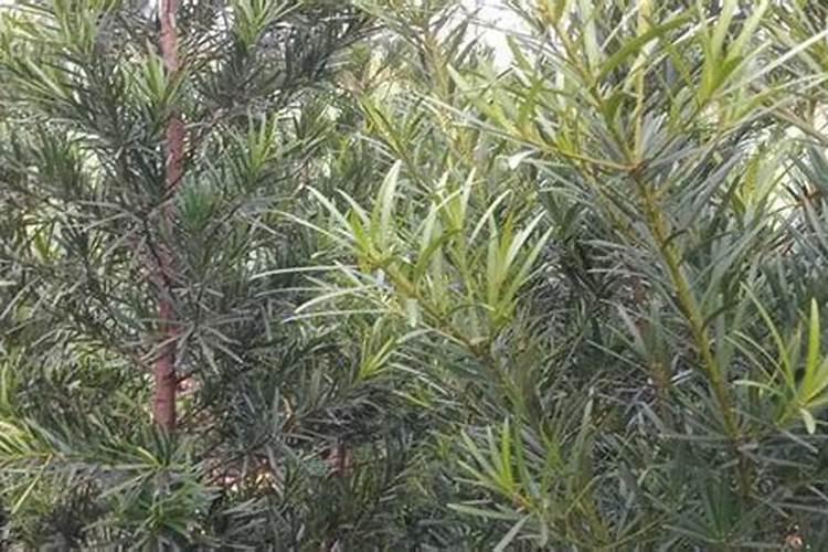 蔬菜施肥过量出现的生理病害症状