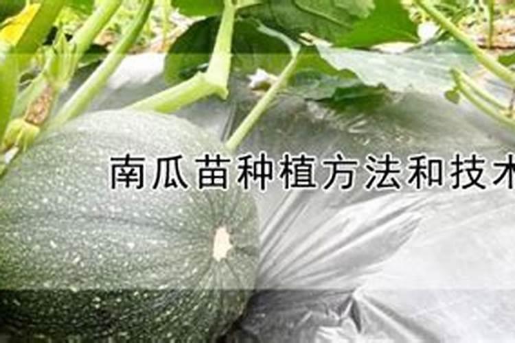 南瓜嫁接西瓜苗南瓜瓣发黄怎么回事？