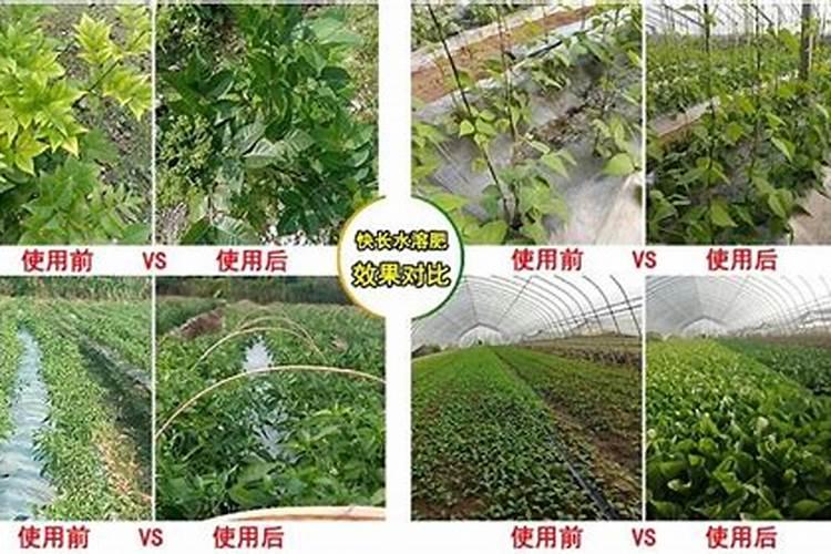 水稻打叶面肥是什么时候？