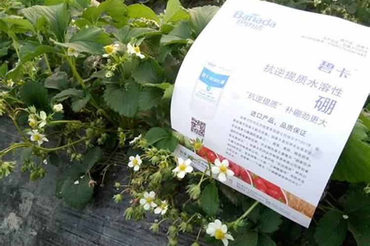 插花瓶的鲜花是每天都需要换水吗？