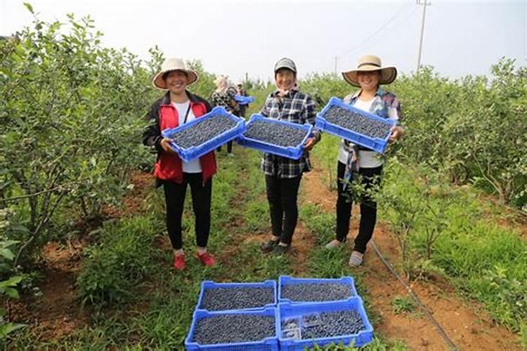 水稻钾肥的正确使用方法