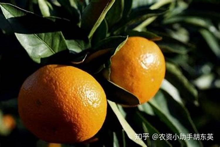小麦几月份打矮壮素