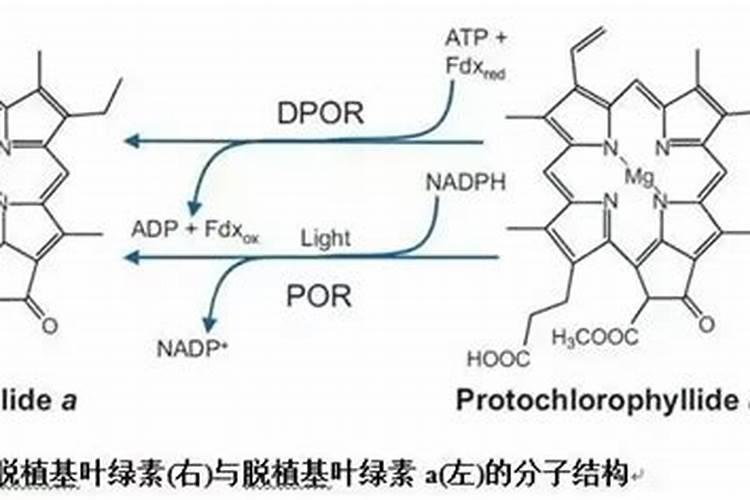 锌肥的作用及使用方法
