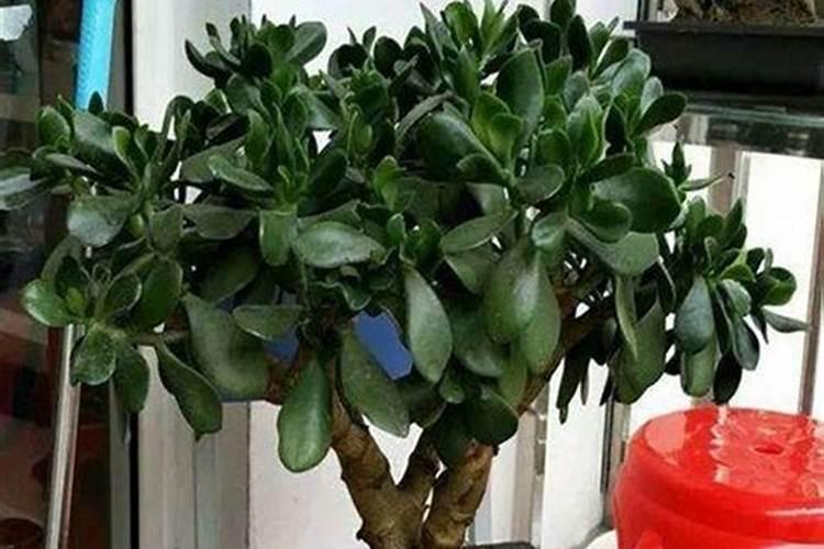 玉树花怎么养