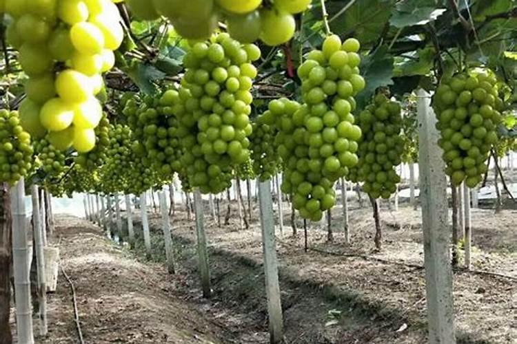 芒果用什么肥料最好