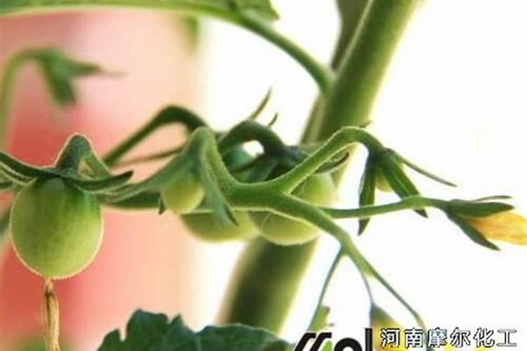 西红柿喷什么叶面肥最好