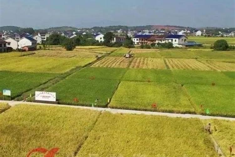 2020油茶种苗价格多少钱一棵？种植油茶30亩可收入多少钱？