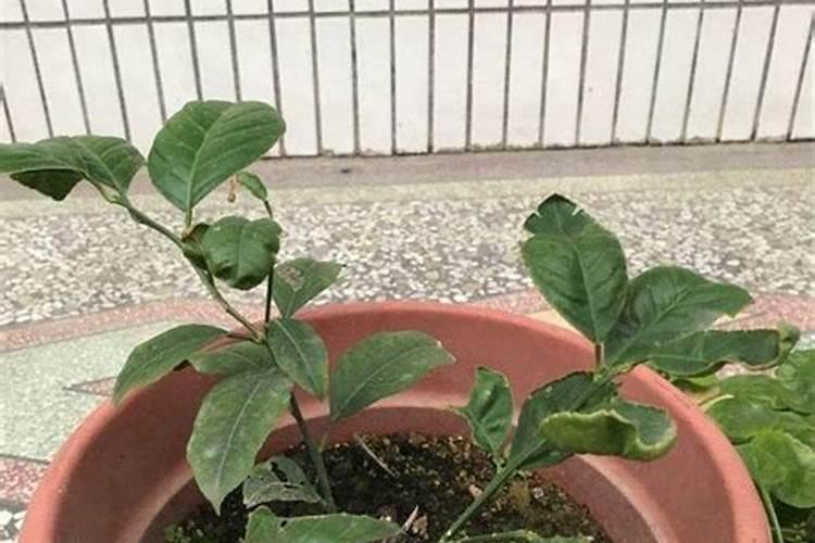 柠檬开花期间怎么施肥？
