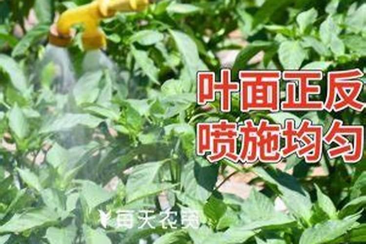 花椒花期用什么叶面肥