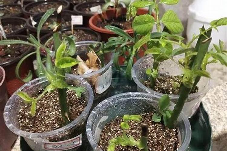 柑橘生长需要哪些肥料(橘子全年科学施肥时期和方案)