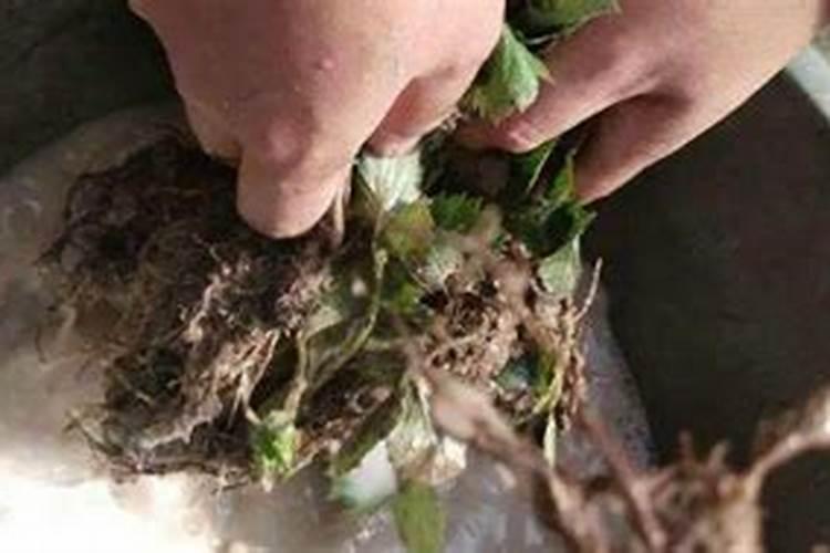 求大家帮我看一下我家的桂花树,叶片全部脱落,枝条干枯