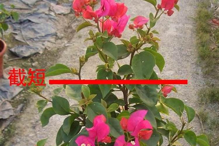三角梅花后怎么修剪和施肥
