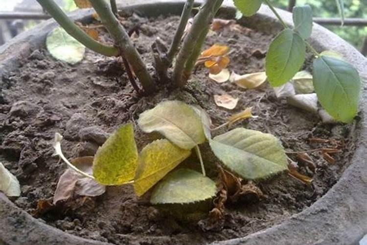 植物肥料过多枯萎了怎么办 植物肥料过多枯萎了解决办法