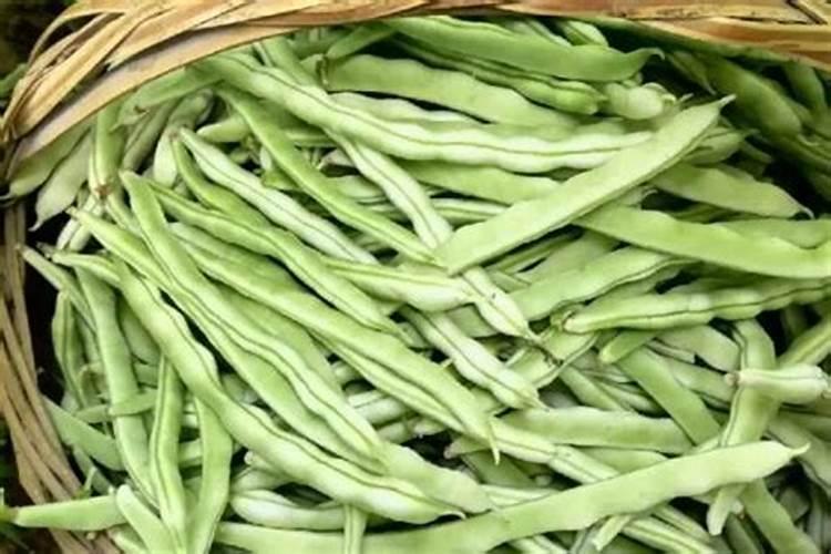 四季豆一般下肥几天才能食？