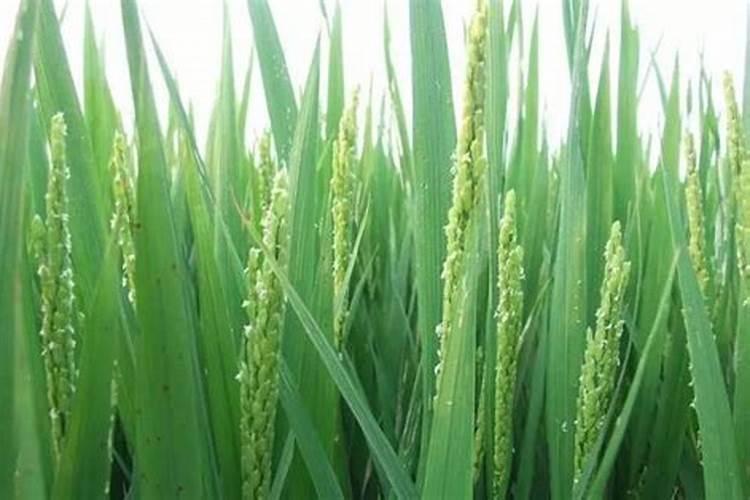 水稻扬花期适合打农药吗？