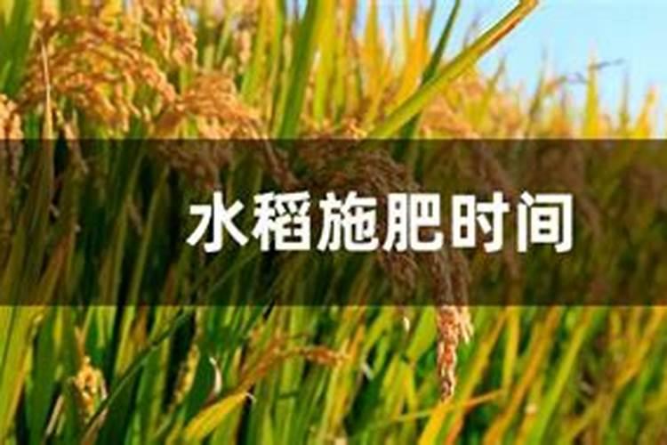 水稻哪几天打药最好？百度问一问