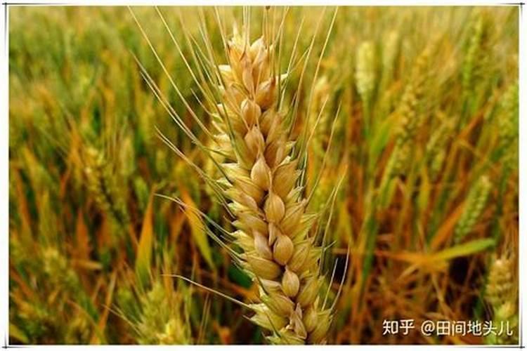 小麦什么时候喷芸苔素 如何喷施效果好