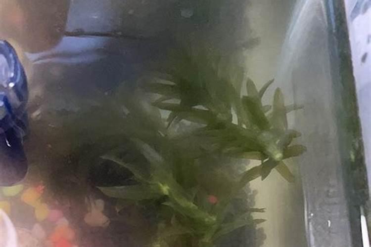 蜈蚣草的功效与作用？