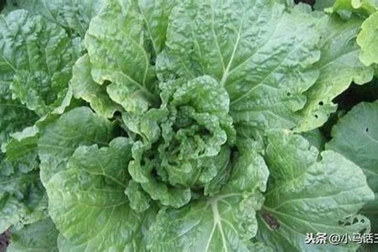 大白菜对氮、磷、钾的需求如何？