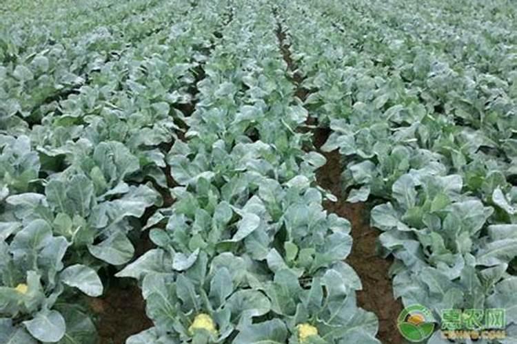 硼肥对改善花椰菜品质的重要作用及施用方法有哪些？