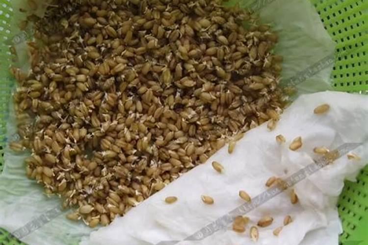 油菜施什么肥料最好