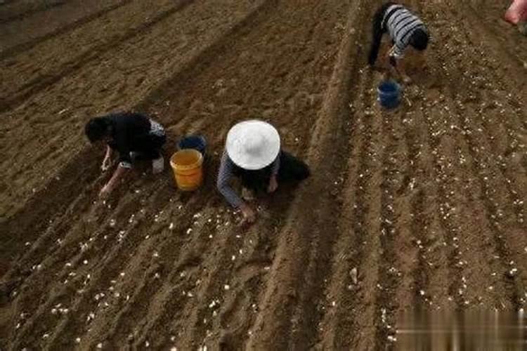 水溶肥什么时候用效果好