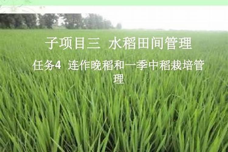 水稻什么时间施肥最好