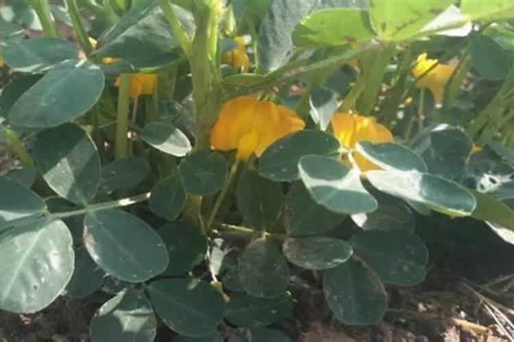 绿植施肥用什么肥料最好 给绿植施4种肥长得好