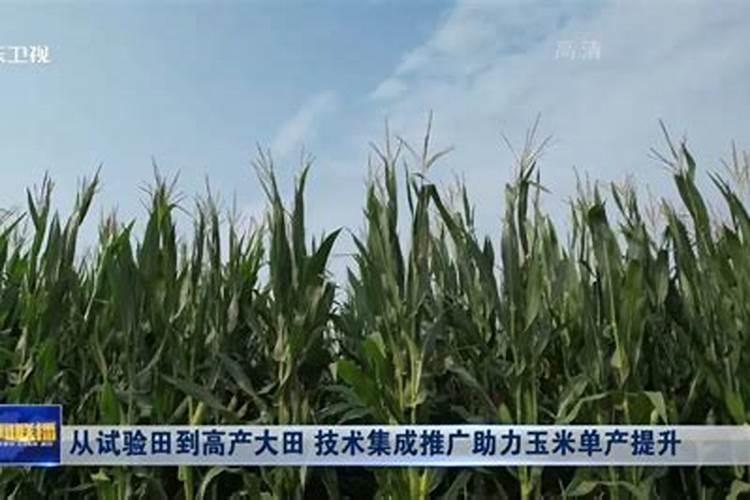 黄腐酸钾和氯化钾那个用在玉米上更好？