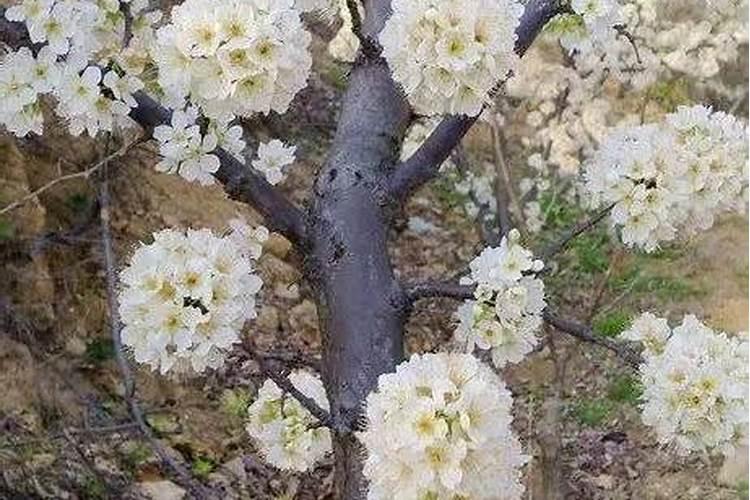 李子开花打什么药好