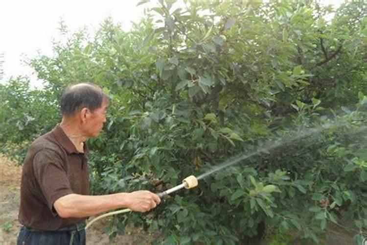 柑橘膨大期用什么肥？
