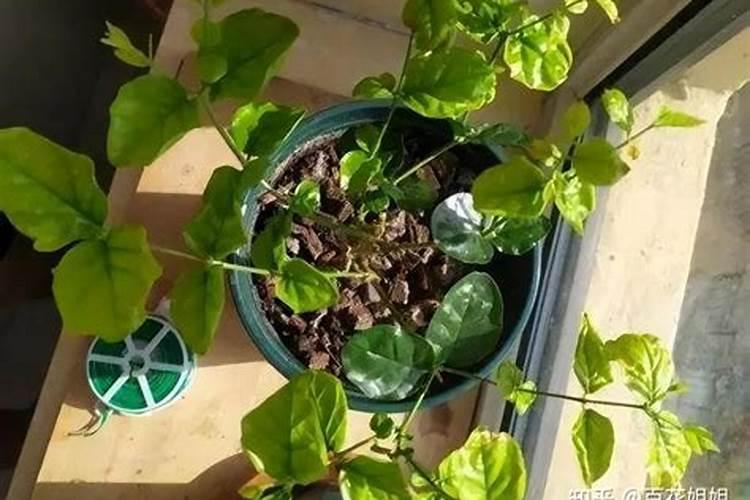 牵牛花需要浇水和施肥吗