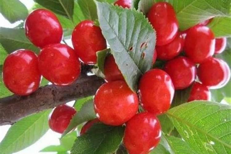 坏了的生鸡蛋可以给桂花树当肥料吗？