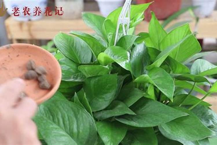 绿萝施什么肥料最好