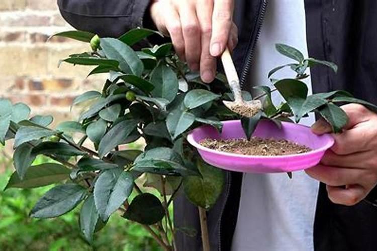 茶花上肥方法 氮肥催春梢