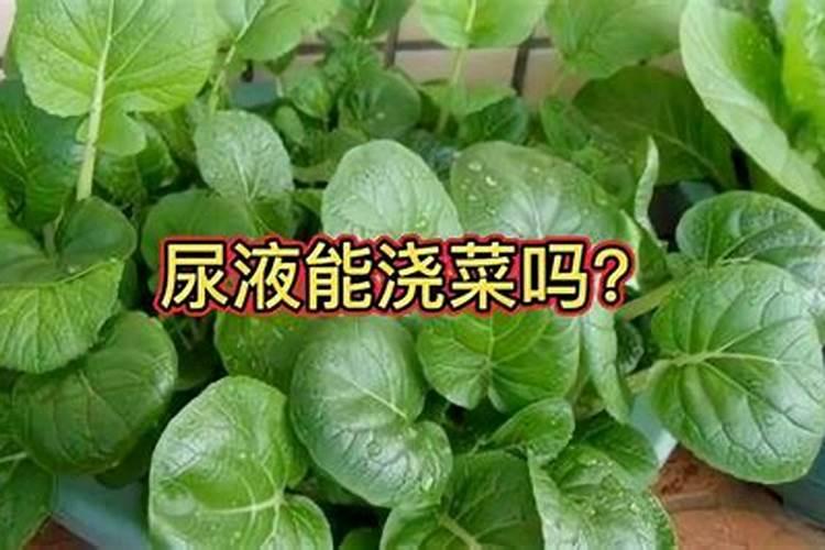 尿素浇菜最佳方法
