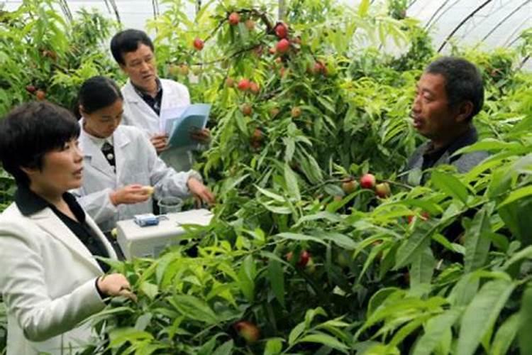 有谁家养着海藻兰这种花儿么,我想知道怎么养它