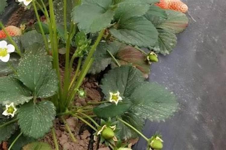 草莓叶面肥什么时候打？喷草莓花上伤花吗？