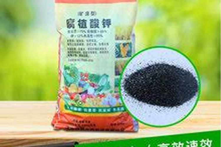 什么情况下需要喷叶面肥 绿植叶面肥施用指南