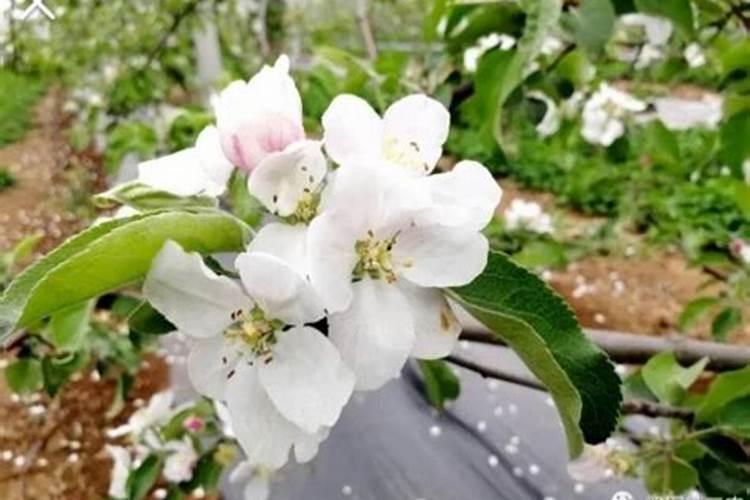下雨果树能撒肥料吗？
