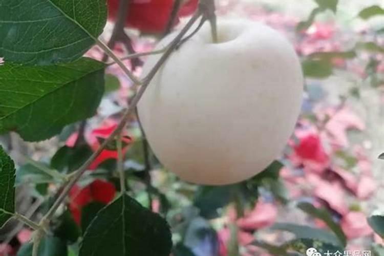 下雨前可以给果树撒施水溶肥吗？