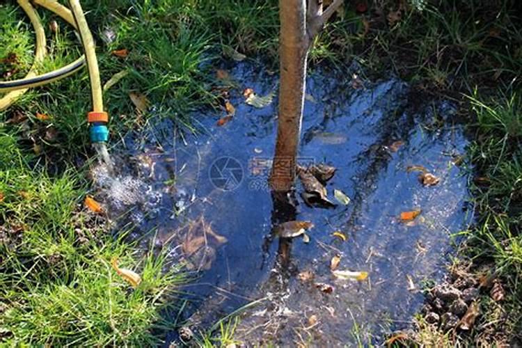 果树彭果复合肥水溶肥如何用效果好