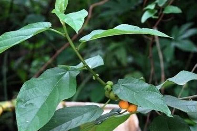 豆饼肥属于氮肥还是磷钾肥