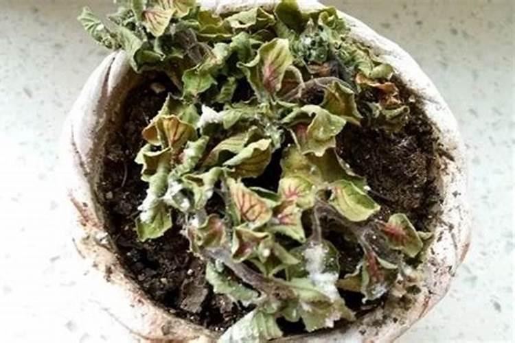植物叶片发黄发黑是怎么回事儿,该怎么办？