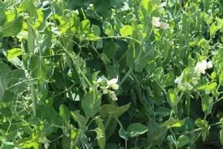 种菜慎用这些肥料