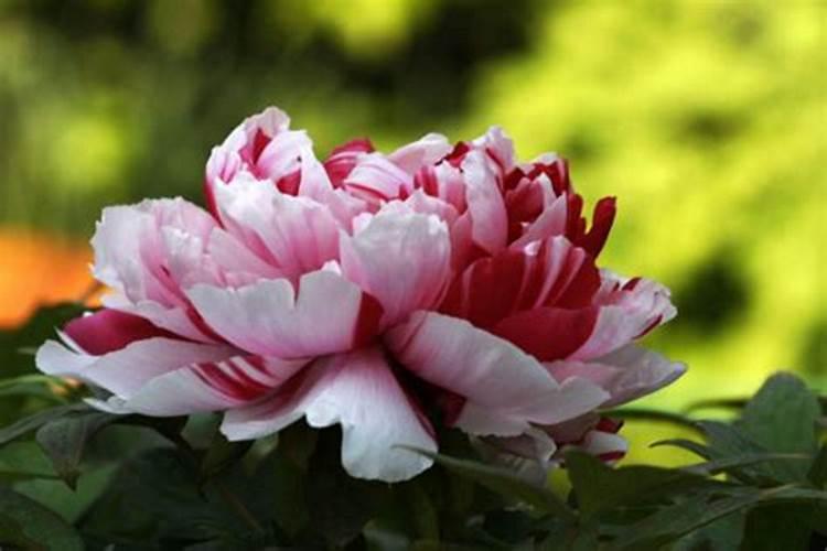 牡丹花开花要什么肥料