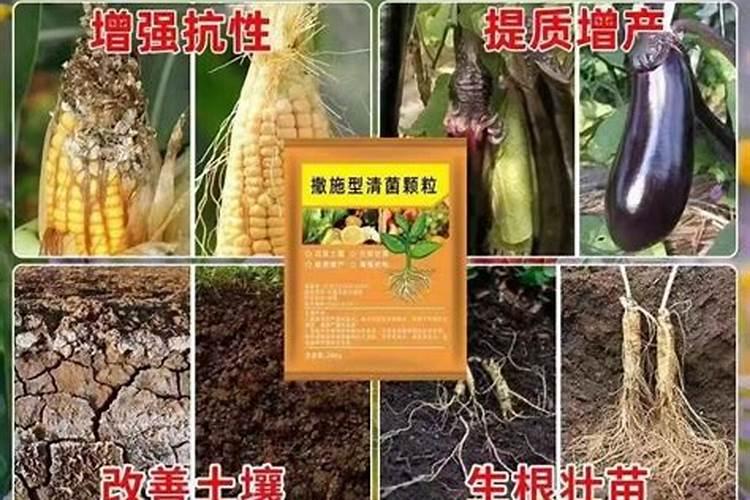 桂花树几年开花,桂花不开花的解决办法