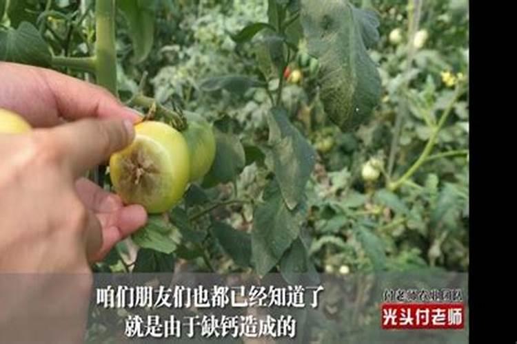 桂花要开花的征兆