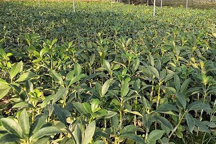 八角树苗的种植技术 管理要点整理